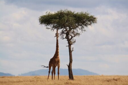 Safari w afryce – luksusowa wyprawa życia